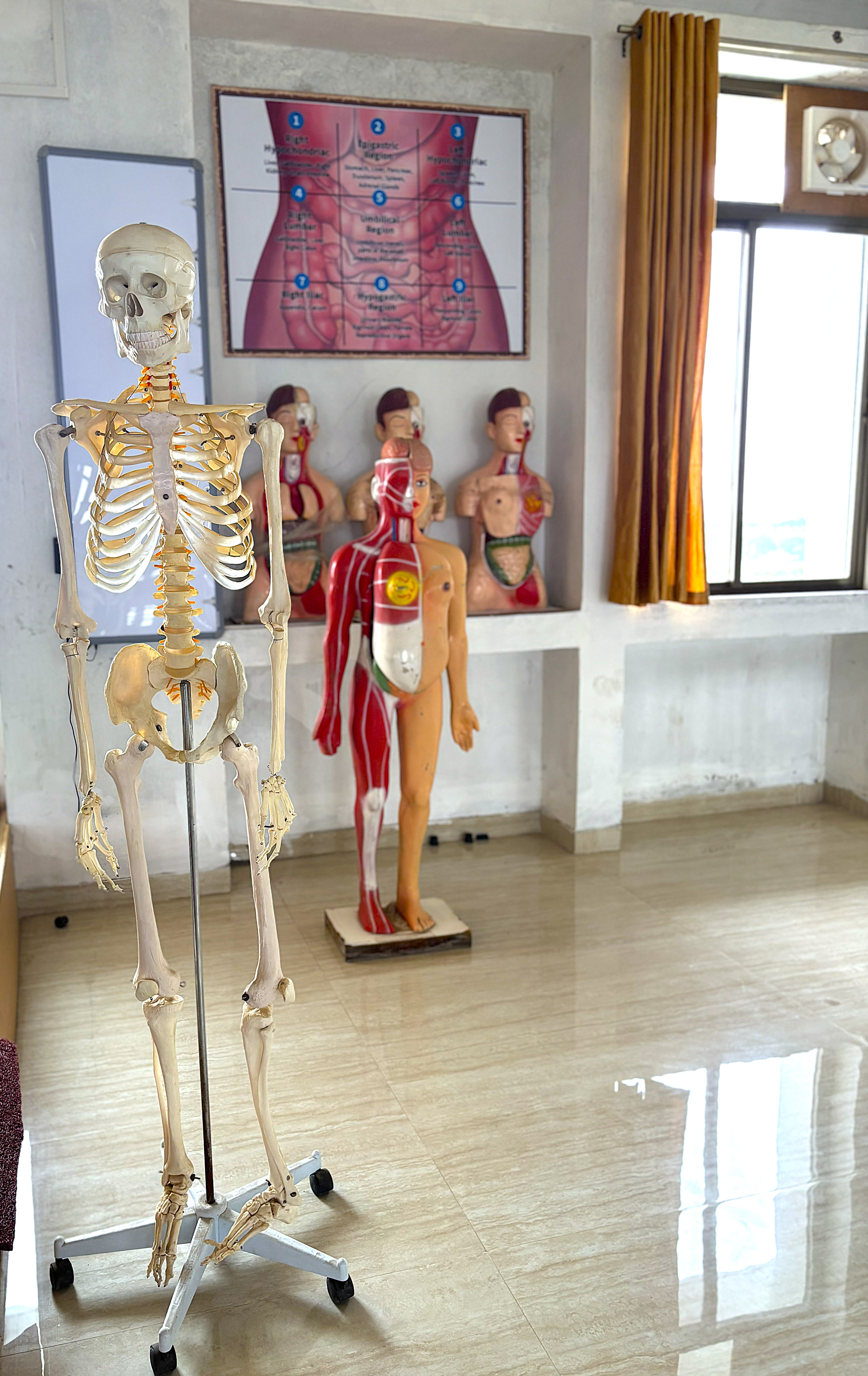 Anatomy Gallery